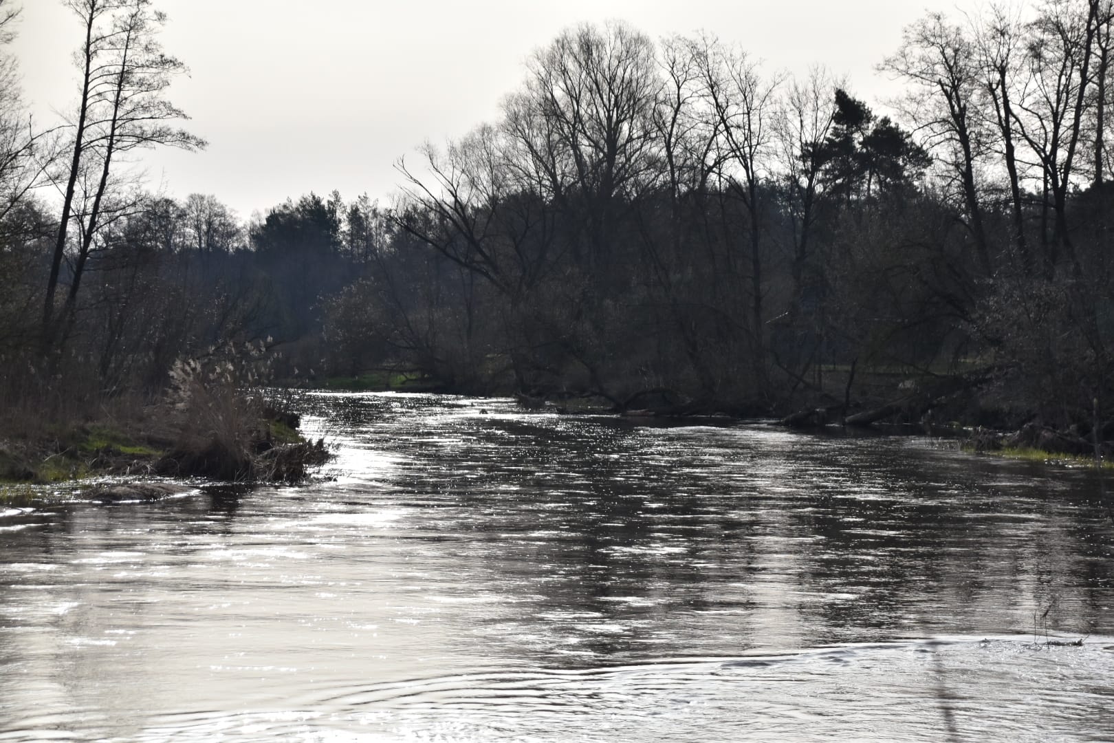 Rzeka Liwiec w woj. mazowieckim, 27.03.2024 r. Fot. Izabela Adrian | IMGW-PIB