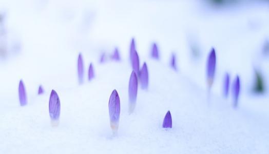 Krokusy w śniegu, fot. Johannes Plenio | Unsplash