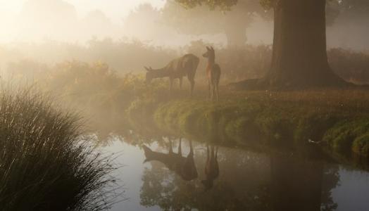 Fot. John Royle, Unsplash | przyroda, las, zwierzeta, rzeka