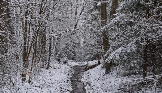 Podlaski las w śniegu. Fot. Maciej Maciejewski | IMGW-PIB