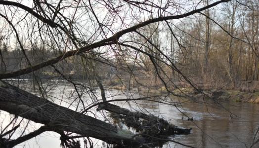 Rzeka Liwiec Mazowsze wiosna marzec zima 14.03.2024 Fot. Izabela Adrian IMGW
