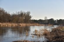 Rzeka Liwiec na Mazowszu, 28.02.2023 r. Fot. Izabela Adrian | IMGW-PIB